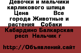 Девочки и мальчики карликового шпица  › Цена ­ 20 000 - Все города Животные и растения » Собаки   . Кабардино-Балкарская респ.,Нальчик г.